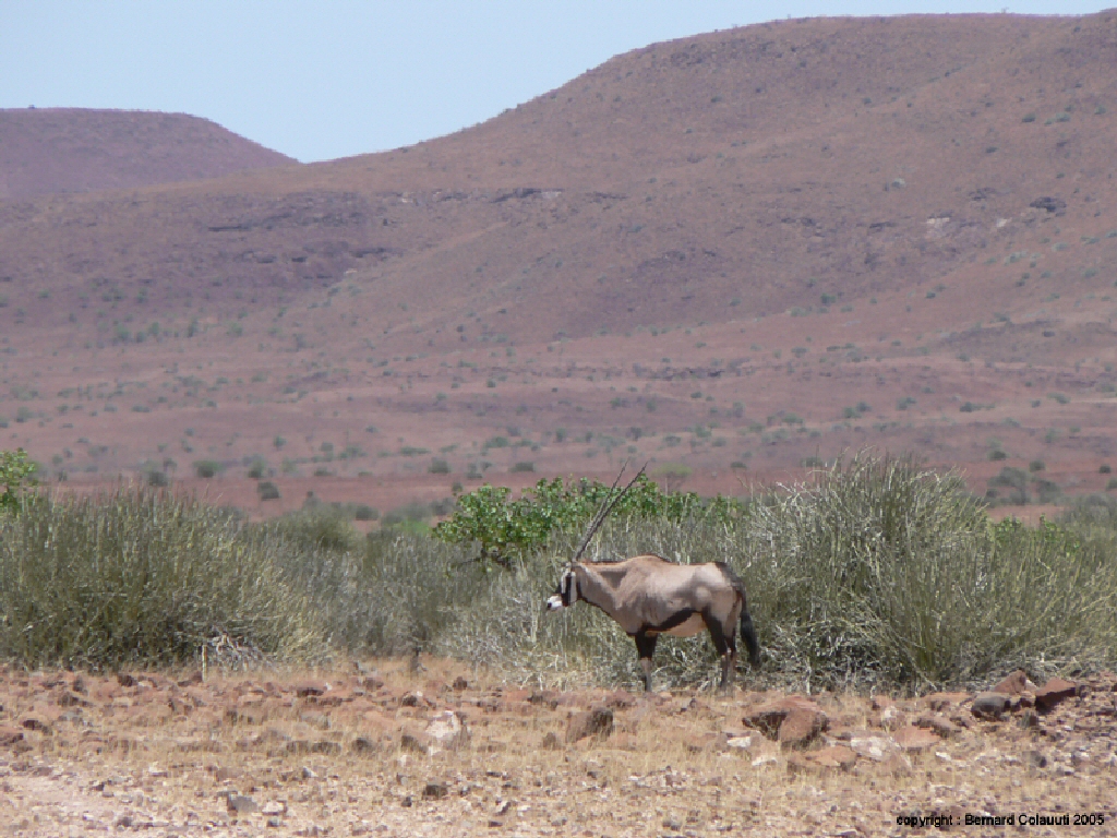 Namib-  otyx